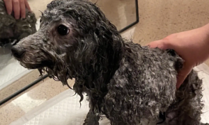 狗狗体外驱虫后几天能洗澡