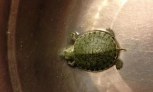 小乌龟一般多久喂一次龟粮