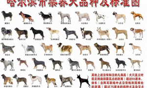 哈尔滨规定39种“猛犬”禁止在城区内饲养，哈士奇“解禁”