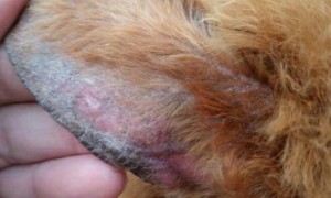 狗耳朵后面掉毛是什么皮肤病引起的