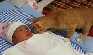 猫咪偷偷溜进婴儿房，怕宝宝会受到伤害，女子跟去后舒了口气