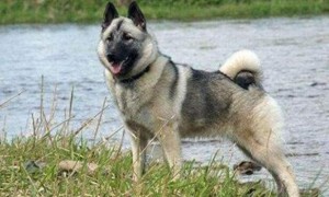挪威伦德猎犬一般能活多久