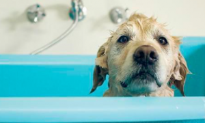 适合小狗洗澡的水温是多少度