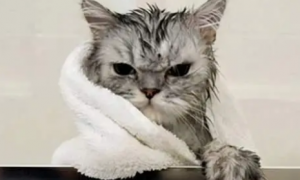 宠物猫如何洗澡的?