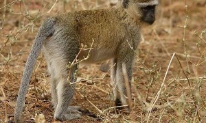 马尔布鲁克绿猴是保护动物吗