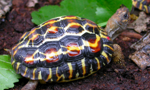 扁尾陆龟寿命多少年
