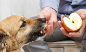 狗狗可以吃的水果
