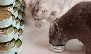 猫罐头怎么喂最佳