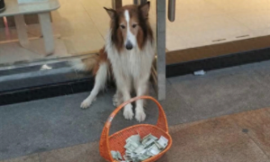 主人利用狗赚钱，让它叼着收款码去街上乞讨，钱少了就要虐待打它