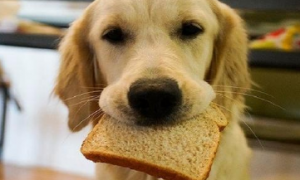 狗可以吃全麦面包吗
