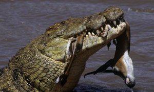 古斯塔夫鳄鱼吃什么食物