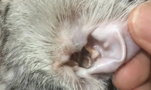 猫耳螨耳炎用什么药