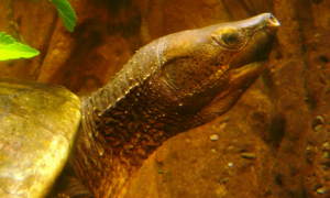 中美洲河龟冬眠吗