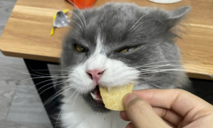 猫能吃薯片吗