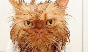 猫为何不能经常洗澡