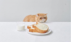猫能吃面包片么
