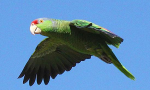 紫冠亚马逊鹦鹉怎么分辨雌雄