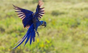 紫蓝金刚鹦鹉多少钱一只