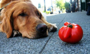 狗能吃番茄吗