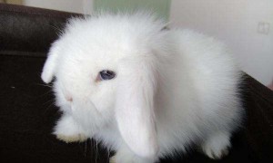侏儒垂耳兔一般多少钱