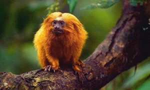 金色狨猴是国家一级保护动物吗