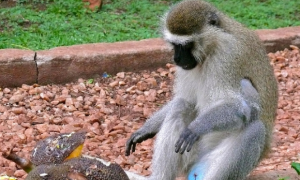 坦塔罗斯绿猴可以当宠物养吗