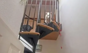 狗狗爬上楼梯后出现恐高症状拒绝下楼梯