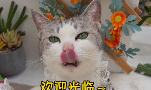 中华厨猫小法是什么品种