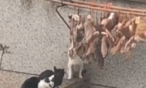 猫咪排队偷肉吃，轮流放风，黑猫：快点吃