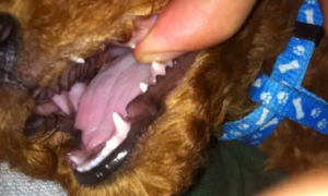 狗狗几个月换牙
