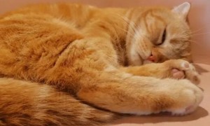 宠物猫血尿是什么原因