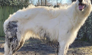 1.8米高巨型犬出现意外闯进大农场，小泰迪被欺压后警示，主人家这才发觉