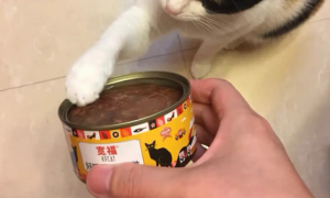 两个月猫咪能吃罐头吗