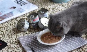 猫罐头多久喂一次