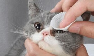 猫滴人用的眼药水可以吗