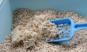 国内猫砂生产主要集中在哪