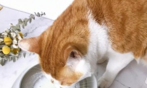 猫咪益生菌是什么