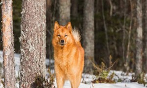 芬兰猎犬聪明吗