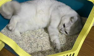 小猫在猫砂盆睡觉，其他小猫看到后都懵了