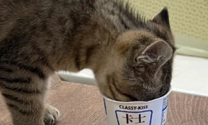 猫咪喝宠物酸奶有什么好处