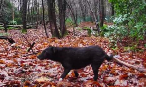 12岁狗狗走失在森林独自生活6年半，勇猛生存记震惊所有人