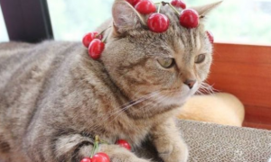 猫能吃什么水果和不能吃什么水果