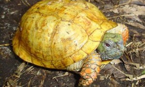 沼泽箱龟吃什么