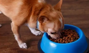 三个月狗狗吃多少狗粮