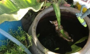 猫咪为了抓鱼不慎掉入鱼缸，抓着叶子当救命稻草，孤独弱小又无助