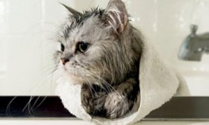 给猫洗澡用婴儿的沐浴露可以吗