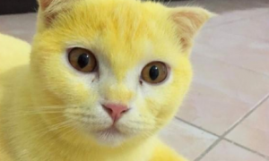 把猫咪全身染黄被网友大骂，主人只能发对比图：是为了治病！