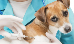 给狗狗打疫苗时间推迟几天可以吗