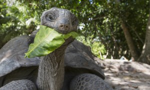 亚达伯拉象龟可以深水养吗