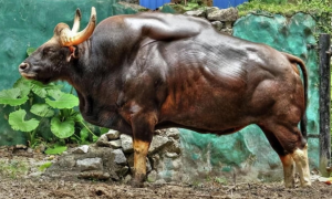 太壮了！云南惊现世界最大体型的牛，1.5吨重无天敌，却仅存200头